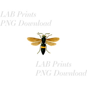 Sand Wasp Bee PNG Digital Clip Art File