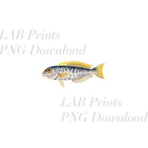 Blue and Yellow Exotic Tropical Fish PNG Digital Clip Art File