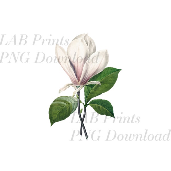 Magnolia Flower Bud PNG Digital Clip Art File