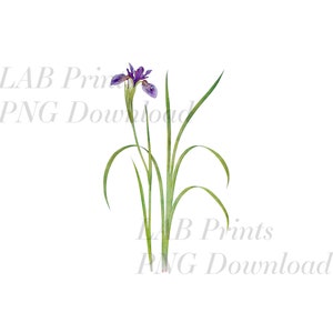 Lila Iris Aquarell PNG digitale Clip Art Datei