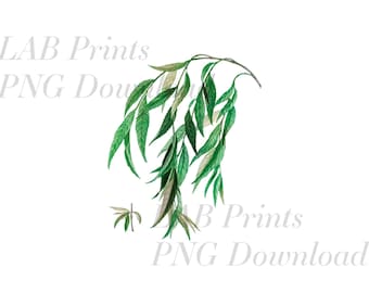 Weeping Willow Greenery PNG Digital Clip Art File
