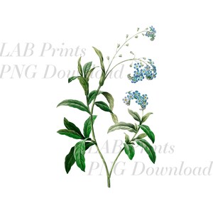 Ne m'oubliez pas les fleurs bleues PNG Digital Clip Art File