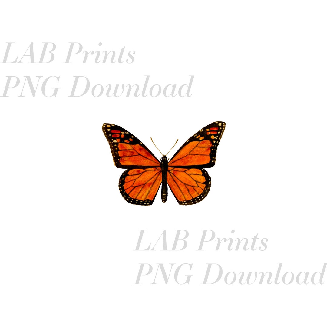 Monarch Butterfly PNG Digital Clip Art File - Etsy