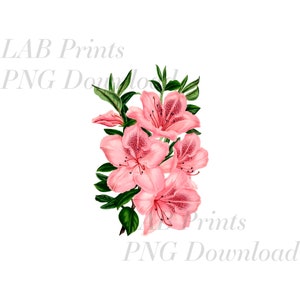 Azalea Flower PNG Digital Clip Art File