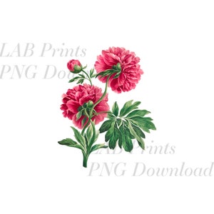 Dupla peônia quente rosa flores PNG arquivo de arte digital