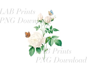 White Roses with Butterflies PNG Digital Clip Art File