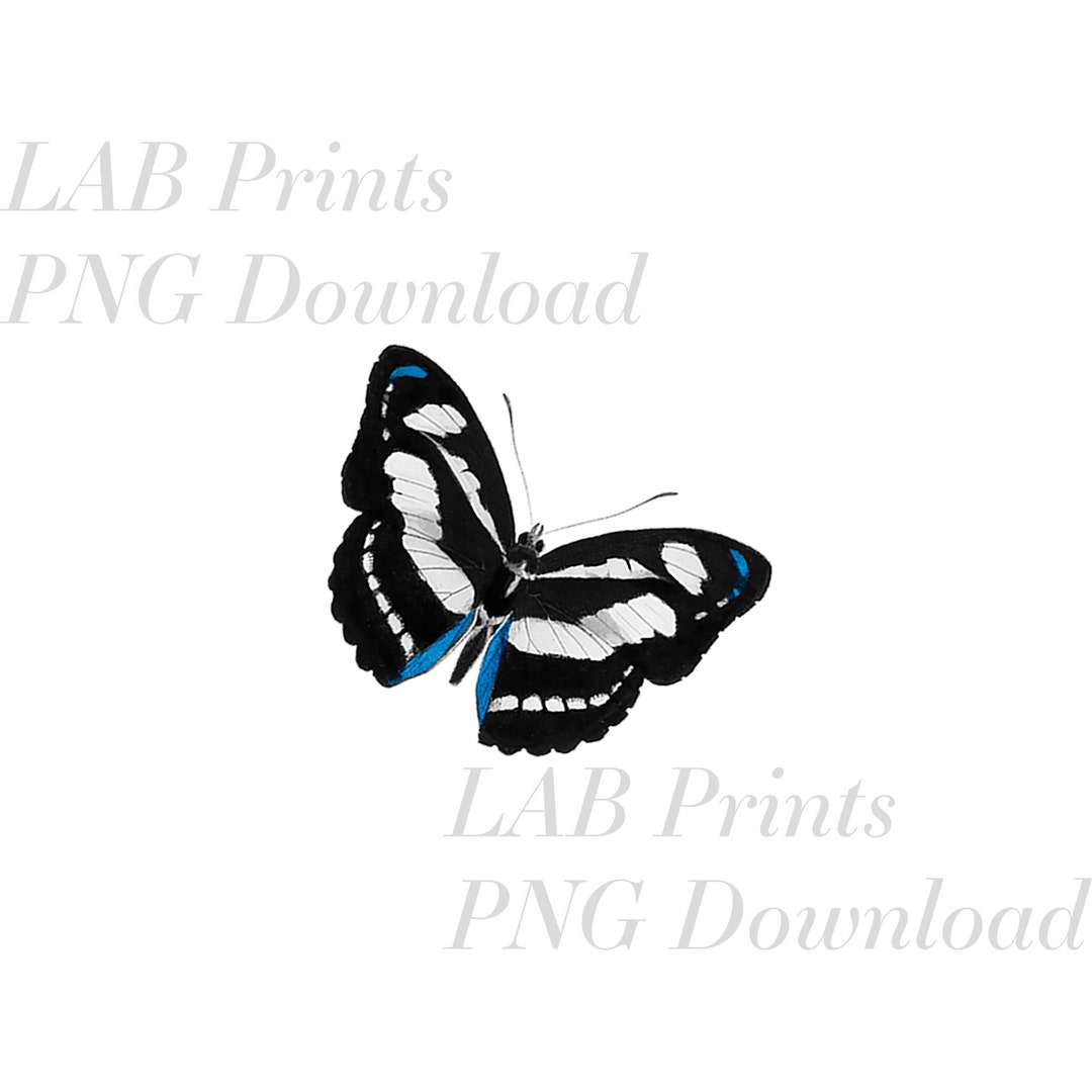 Black and White Butterfly PNG Digital Clip Art File Etsy