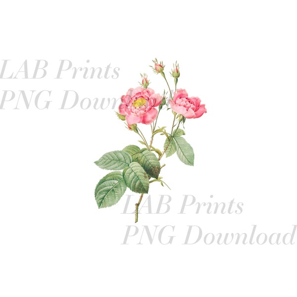 Bright Coral Roses PNG Digital Clip Art File
