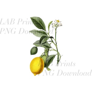 May include: A vintage botanical illustration of a lemon tree branch with green leaves, thorns, and a single yellow lemon. The branch also has white flowers with yellow centers.