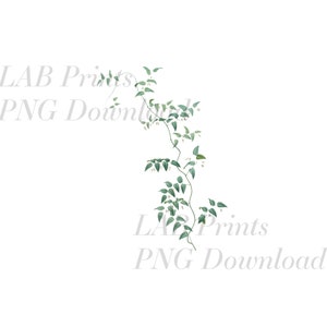 Bridal Creeper Ivy Vine PNG Digital Clip Art File