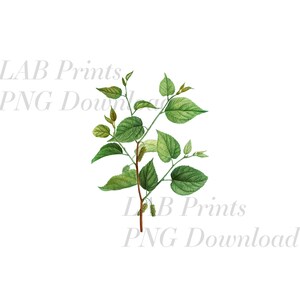 Diffondere il ramo PNG Digital Clip Art File