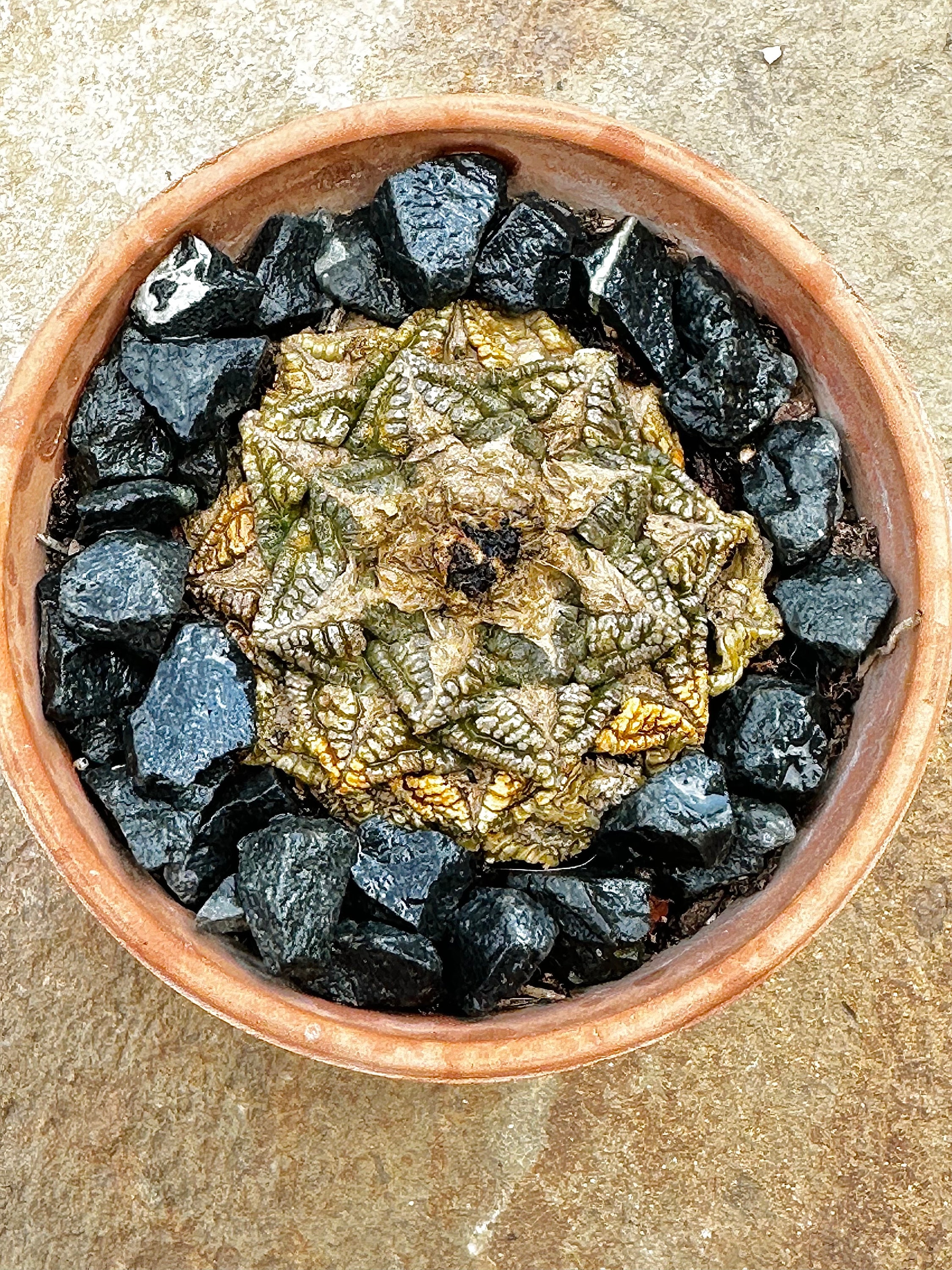 toilet brush cactus Balvi Cactus Dish Brush main image 1