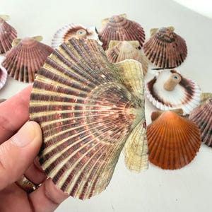 Op de afbeelding: Een verzameling sint-jakobsschelpen in verschillende kleuren, waaronder bruin, wit en oranje. Eén schelp wordt vastgehouden en toont het ingewikkelde, waaiervormige patroon. De schelpen zijn gerangschikt op een witte ondergrond.
