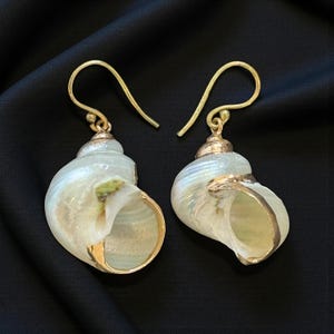 May include: Seashell earrings with gold-coloured detailing. These earrings showcase natural, iridescent shells with gold-plated edges and ear wires. The shells have a light green and white colour palette, offering a coastal theme.