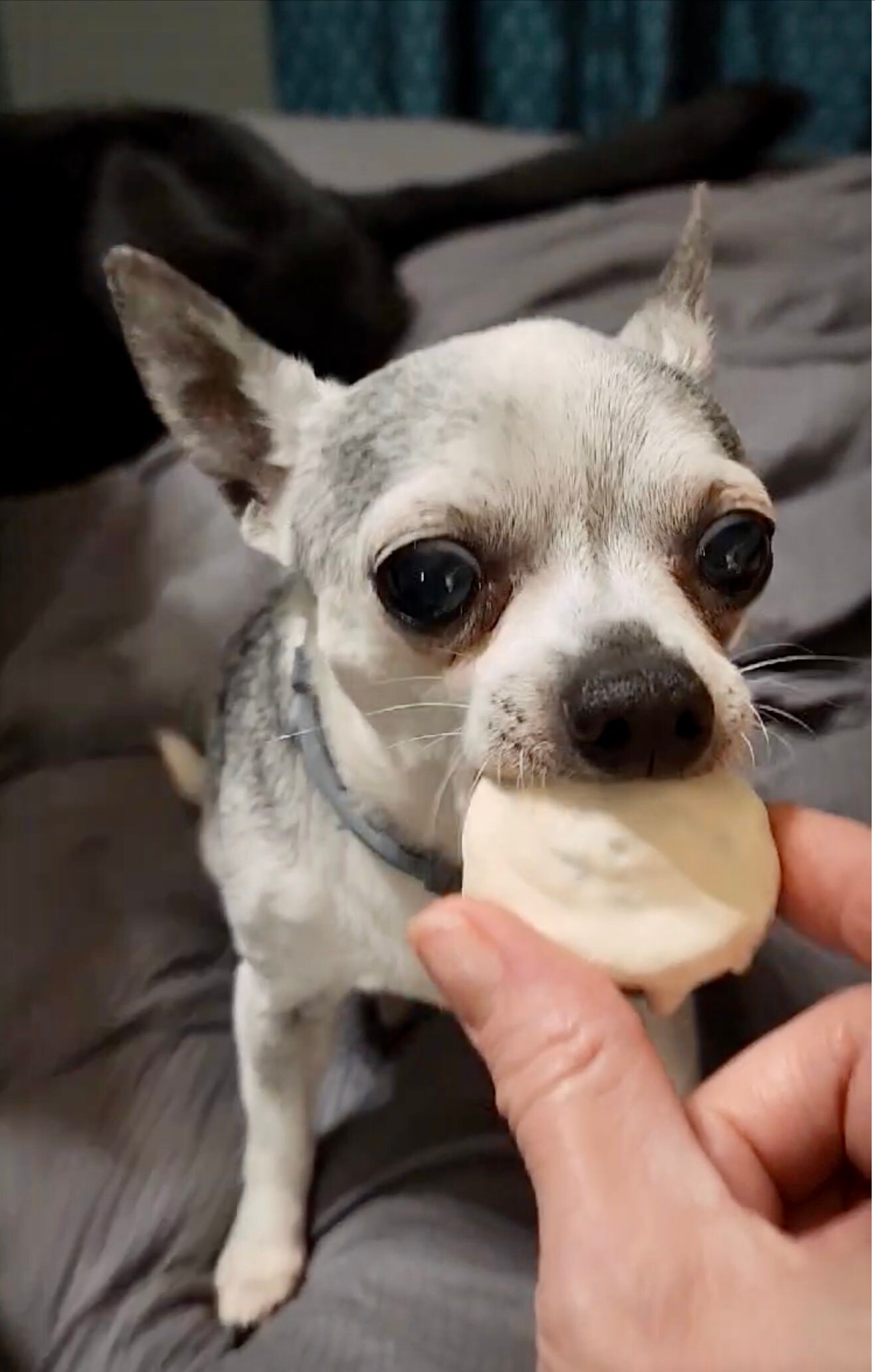 Cinnamon Honey Dog Muffins Gourmet Dog Treats Yogurt Icing Etsy