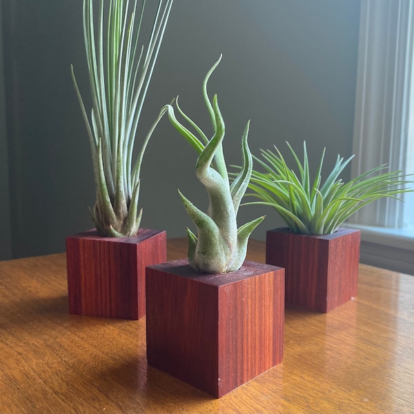 Air Plant Holder Etsy