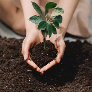 Può includere: Una piccola pianta verde con diverse foglie è tenuta in mani a coppa, circondata da terra scura. Le foglie della pianta hanno un mix di tonalità verdi e verde-giallastre chiare. L'immagine suggerisce un tema di giardinaggio, natura o cura ambientale.