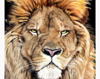 Lion portrait. 11x14 fine art matte finish print by pro dpi