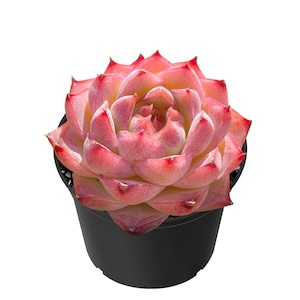 May include: A vibrant succulent plant in a black pot. The plant features layered, fleshy leaves in shades of pink, peach, and red. The succulent is centered in the frame against a white background, showcasing its intricate rosette shape.