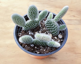 4" Opuntia microdasys albata 'Bunny Ears', Live Succulent Plant, Wedding Baby Shower Home Holiday Decor, Christmas Gift for Her Gift for Kid