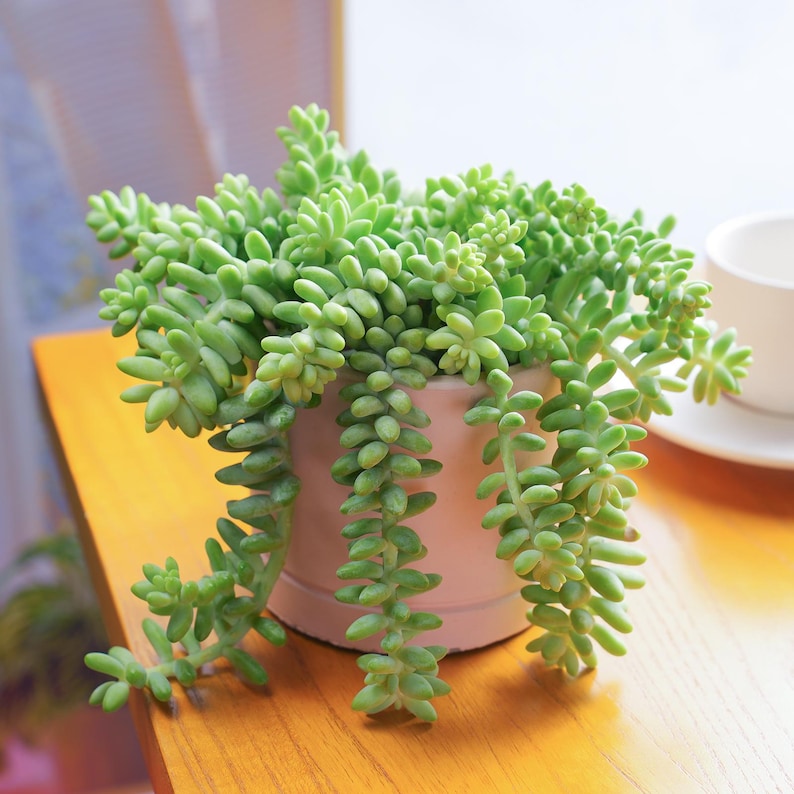 Acehorticulturalinks Burro's Tail Succulent - Thumbnail 4