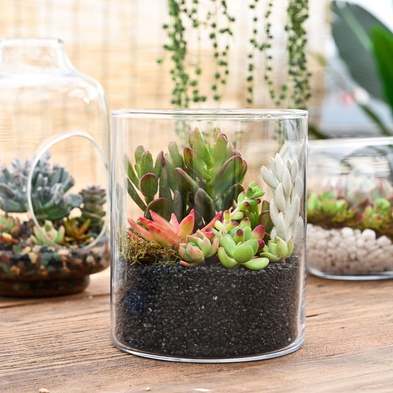 Acehorticulturalinks Succulent Plant - Thumbnail 2