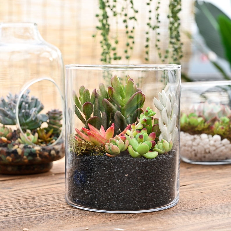 5-PACK Succulent Plants, 2 Assorted Mini Potted Succulents for Indoor Home Office Decor Wedding Baby Shower Party Favors Gifts for Her image 4