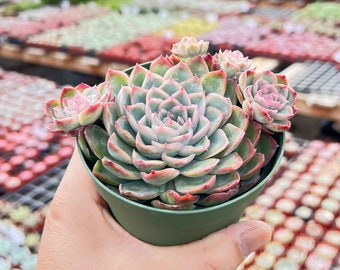 Echeveria Elegans RaspberryIce (Large), 4'' Potted Succulent Plant, Rosette Plant, Perfect for Indoor Office Home Garden decor, Plant Gift