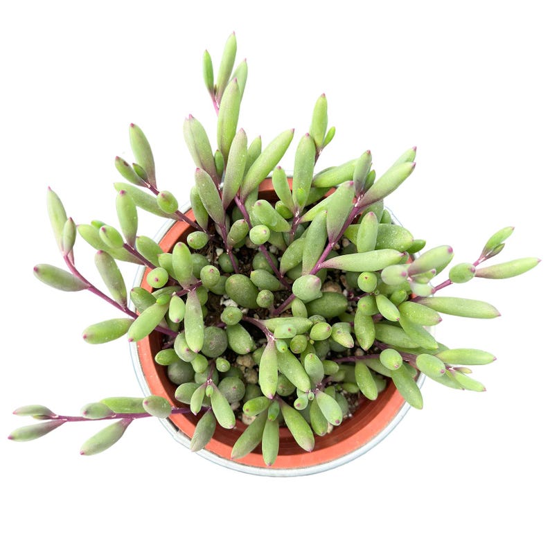 4" Othonna capensis 'Ruby Necklace' – Live Succulent, Potted Succulents, Houseplant Decor, Indoor & Outdoor Plant, Home Decor, Garden Decor image 13