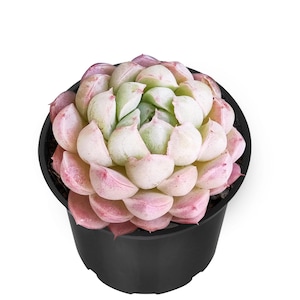 May include: A succulent plant with pale green and pink leaves, arranged in a rosette shape, sits in a black plastic pot. The plant's leaves transition from pink to green, creating a gradient effect. The pot is round and has a simple design.