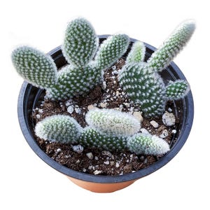 Bunny Ears Cactus, 2"/4" Live Opuntia Microdasys Albata, Home Decor