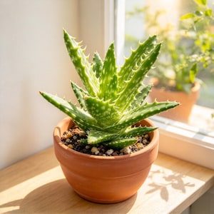 May include: A vibrant green aloe plant with white speckled markings and serrated edges on its leaves, potted in a simple terracotta clay pot filled with dark soil and small pebbles, sitting in bright natural light.
