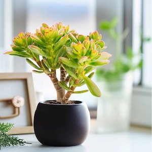 Crassula Ovata Hobbit Jade, Fully Rooted in 2"/4" Pot