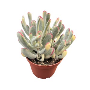 4&quot; Cotyledon Orbiculata cv.long Leaf Variegated – Live Succulent, Potted Succulents, Houseplant Decor, Indoor & Outdoor Plant, Home Decor