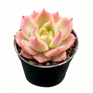 May include: A succulent plant with thick, fleshy, pointed leaves arranged in a tight rosette pattern. The leaves transition from a pale green center to soft pink edges with sharp, reddish-pink tips. The plant is potted in a black plastic container.