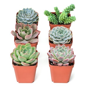 6-Pack 2&quot; Assorted Succulents, Mini Succulent Plants of 6 Different Varieties for Wedding Party Baby Shower, Mother&#39;s Day Gift for Her