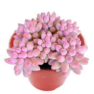 May include: A potted succulent plant with plump, pinkish-purple leaves. The plant is in a terracotta-colored pot, and the leaves have a powdery coating. The plant is a vibrant addition to any indoor or outdoor space.