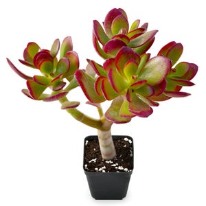 Crassula Ovata Crosby's Compact (Dwarf Jade Plant), Rare Cute Jade Fully Rooted in 2" Pot, Home Wedding Deocr, 7 Varieties for Choose
