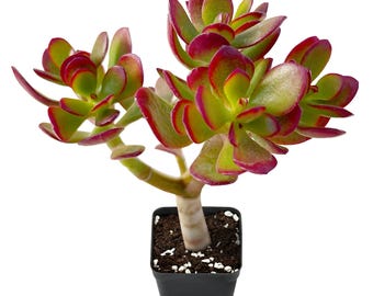 Crassula Ovata Crosby's Compact (Dwarf Jade Plant), Rare Cute Jade Fully Rooted in 2" Pot, Home Wedding Deocr, 7 Varieties for Choose