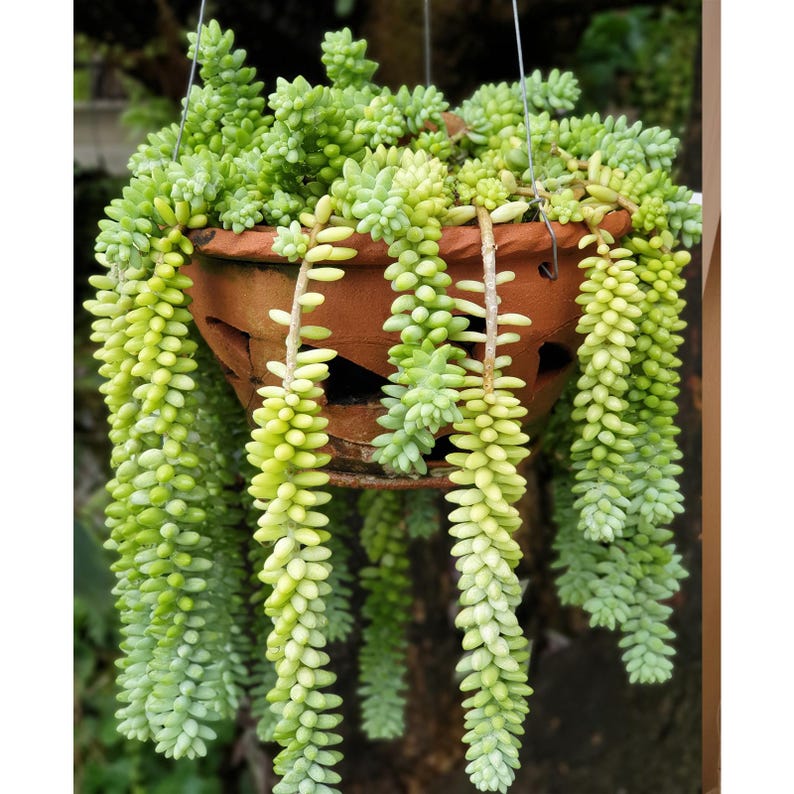 Acehorticulturalinks Burro's Tail Succulent - Thumbnail 5