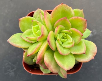 4" x Sedeveria 'Rolly', Rare Succulent Fully Rooted, Home Wedding Deocr Baby Shower DIY Project Party Favor Father's Day Gift