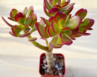 Crassula Ovata Crosby's Compact (Dwarf Jade Plant), Rare Cute Jade Fully Rooted in 2" Pot, Home Wedding Deocr Baby Favor