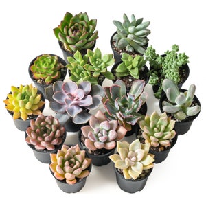 15-Pack 2" Assorted Colorful Live Succulents Potted Plants, 5 Varieties, Wedding Baby Shower Decor, Great for Succulents Dish Garden