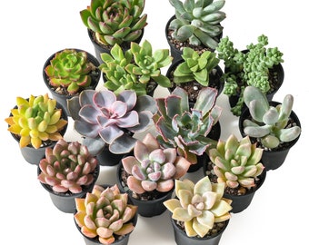 Colorful Succulents Potted Plants, 5 Varieties, 15-Pack, Baby Shower Decor