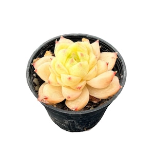 May include: A small succulent plant with pale yellow and soft peach-colored fleshy leaves arranged in a tight rosette pattern. The tips of the leaves have subtle pink points. The plant is potted in a simple, round, black plastic nursery container.