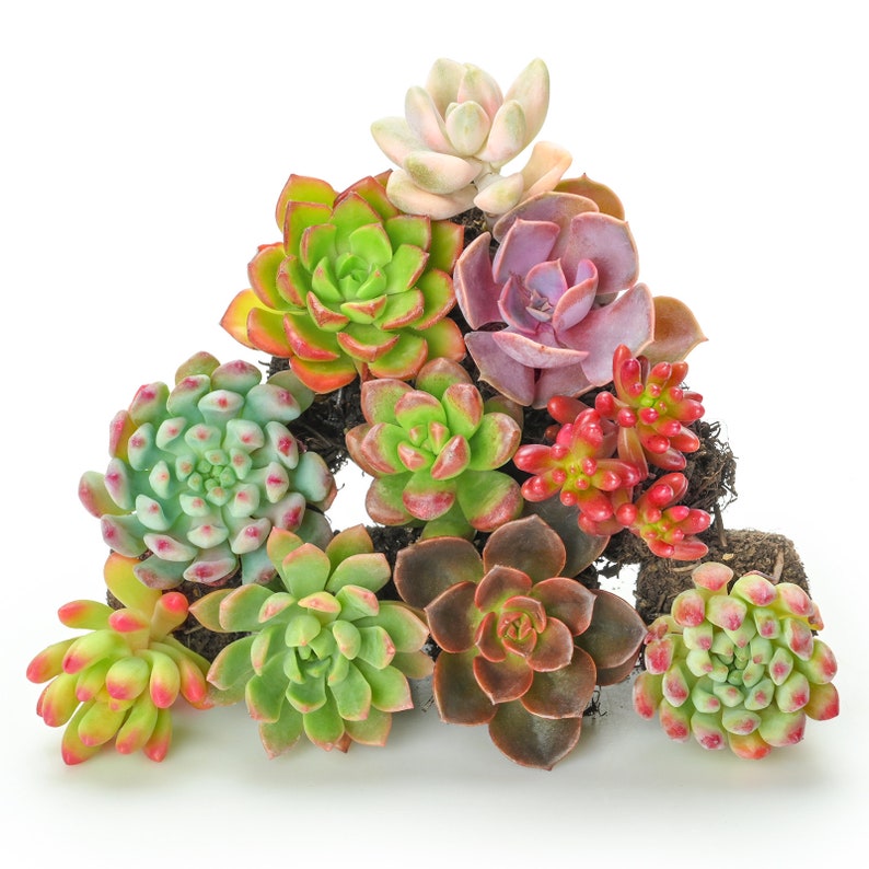 Acehorticulturalinks Succulents Plant Collection - Thumbnail 4