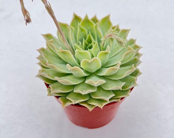 Echeveria sp. 'Gilo'  | 4in Live Succulent in Pot, Home Decoration Wedding Favor Christmas Thanksgiving New Year Gift