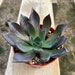 see more listings in the 4in Succulents section