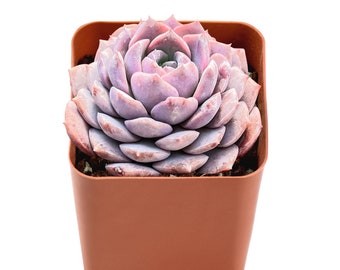 Echeveria 'Amazing Grace' Rosette Succulent Plant, Pink 2'' Potted Plant, Perfect for Wedding, Baby shower, Party Favors, Succulent Gift