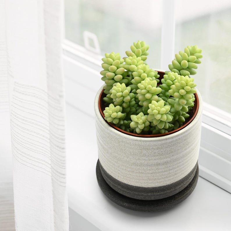 Acehorticulturalinks Burro's Tail Succulent - Thumbnail 2